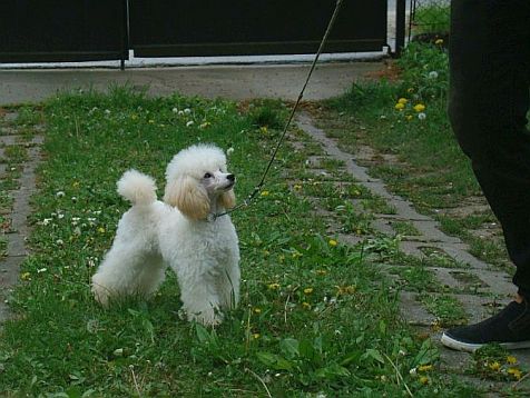 white toy poodle puppy, fehr toy uszkr