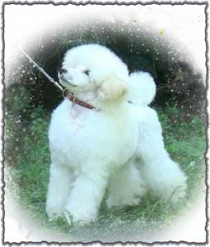 white toy poodle puppy, fehr toy uszkr
